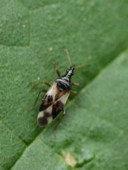 Anthocoris nemorum