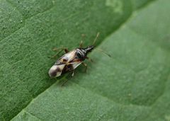 Anthocoris nemorum