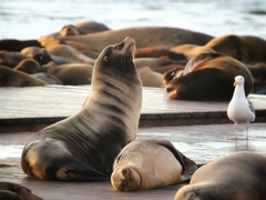 Zalophus californianus