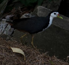 Amaurornis phoenicurus