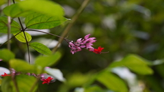 Image of Clerodendrum poggei