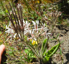 Pelargonium auritum carneum