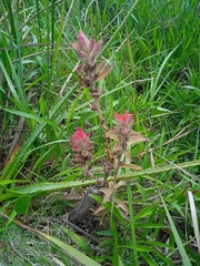 Castilleja arvensis pastorei