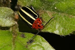 Disonycha septemmaculata