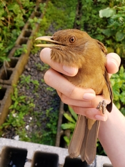 Turdus grayi