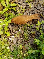 Turdus grayi