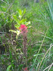 Castilleja arvensis pastorei