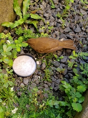 Turdus grayi