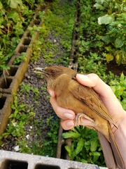 Turdus grayi