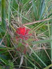 Castilleja arvensis pastorei