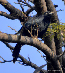 Eudynamys scolopaceus