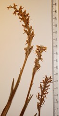 Platanthera hyperborea