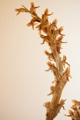 Platanthera hyperborea