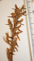 Platanthera hyperborea