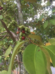 Syzygium polyanthum