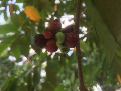 Syzygium polyanthum