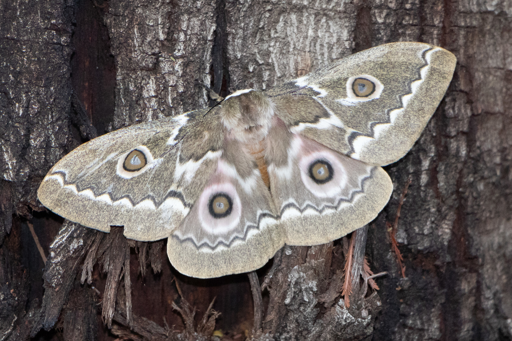 Zig-Zag Emperor Silkmoth (Gonimbrasia tyrrhea) · iNaturalist 