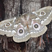 Zig-Zag Emperor Silkmoth - Photo (c) Paul Morrison, some rights reserved (CC BY-NC), uploaded by Paul Morrison