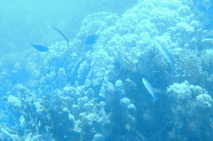 Caesio striata