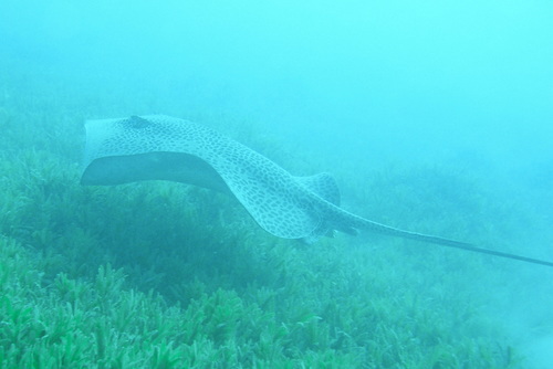 Photo of Honeycomb Stingray (Himantura uarnak)