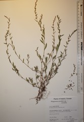 Polygonum aviculare aviculare