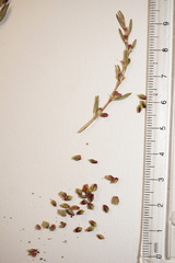 Polygonum aviculare aviculare