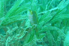 Pteragogus trispilus