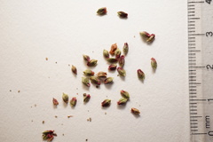 Polygonum aviculare aviculare