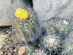 Copiapoa marginata