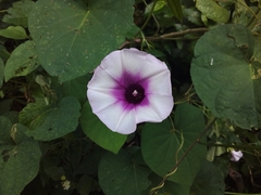 Ipomoea batatas