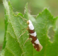 Argyresthia brockeella
