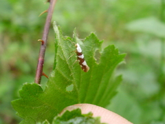 Argyresthia brockeella