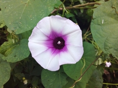 Ipomoea batatas