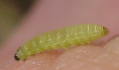 Argyresthia bonnetella
