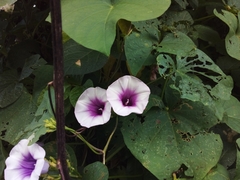 Ipomoea batatas