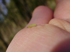 Argyresthia bonnetella