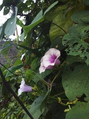Ipomoea batatas