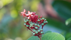 Clerodendrum paniculatum