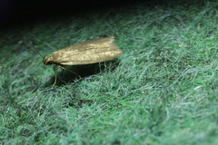 Acompsia cinerella