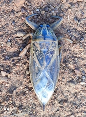 Lethocerus indicus