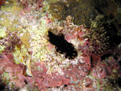 Pseudobiceros splendidus