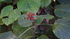 Clerodendrum paniculatum