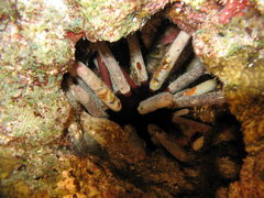 Phyllacanthus imperialis