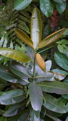 Calophyllum inophyllum