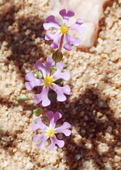 Manulea silenoides