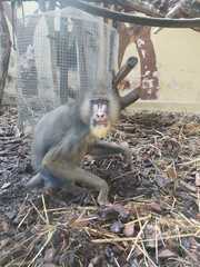 Mandrillus sphinx