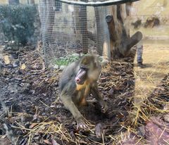 Mandrillus sphinx