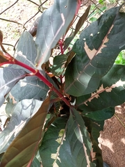 Graptophyllum