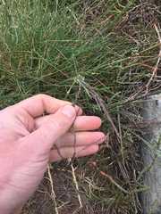 Puccinellia maritima