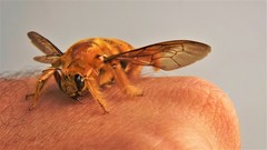 Xylocopa brasilianorum